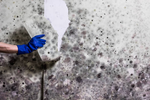 Trusted National Park, NJ Mold Remediation Experts
